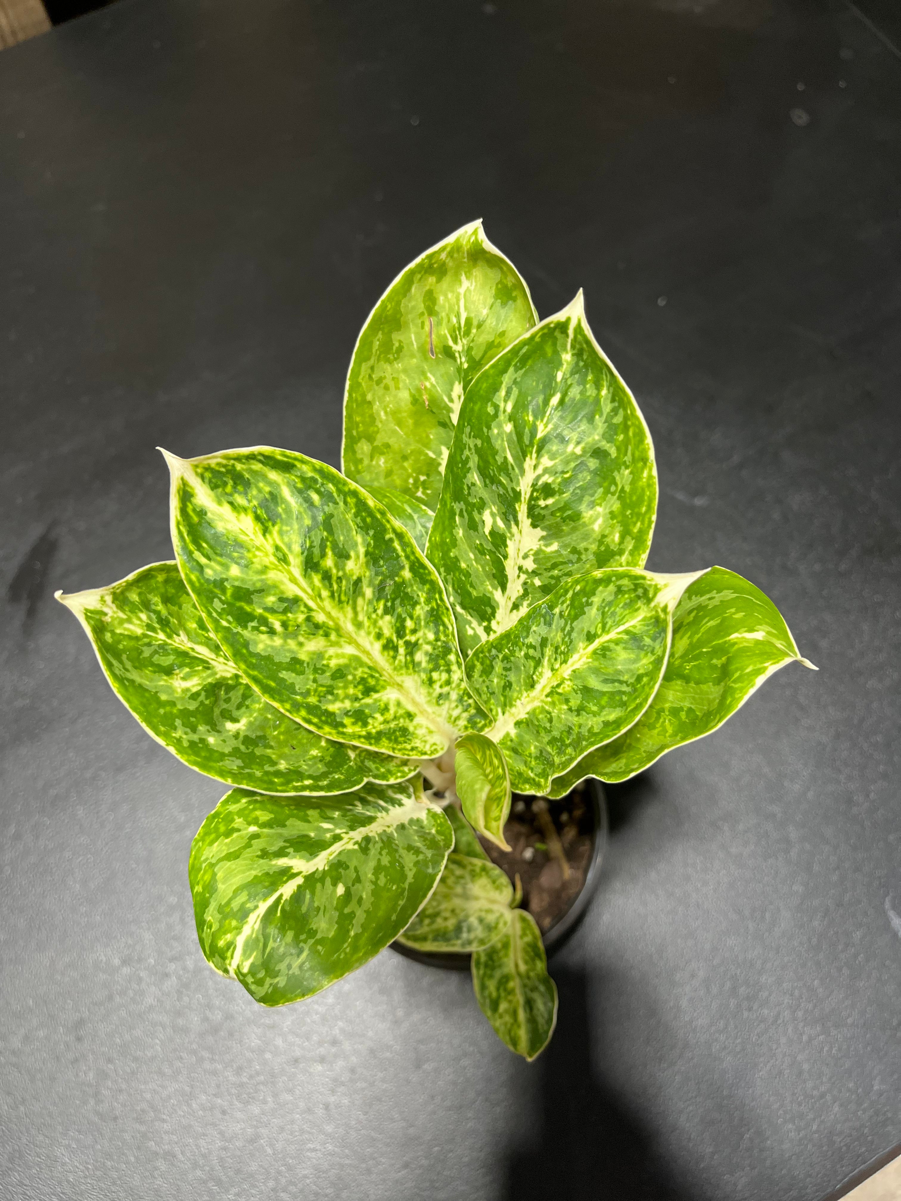 Aglaonema Green Pupuma