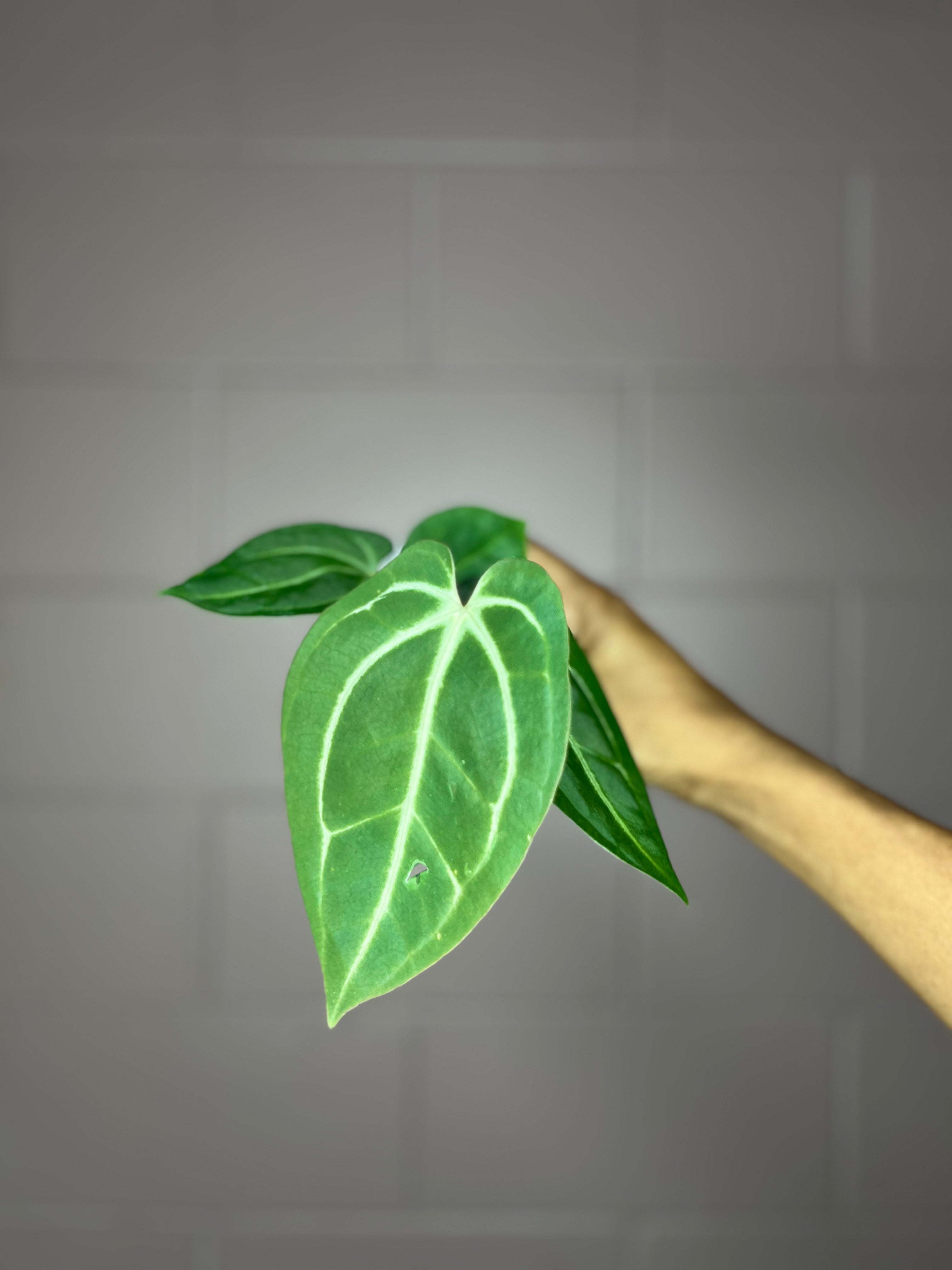 Anthurium Besseae x Carlablackiae