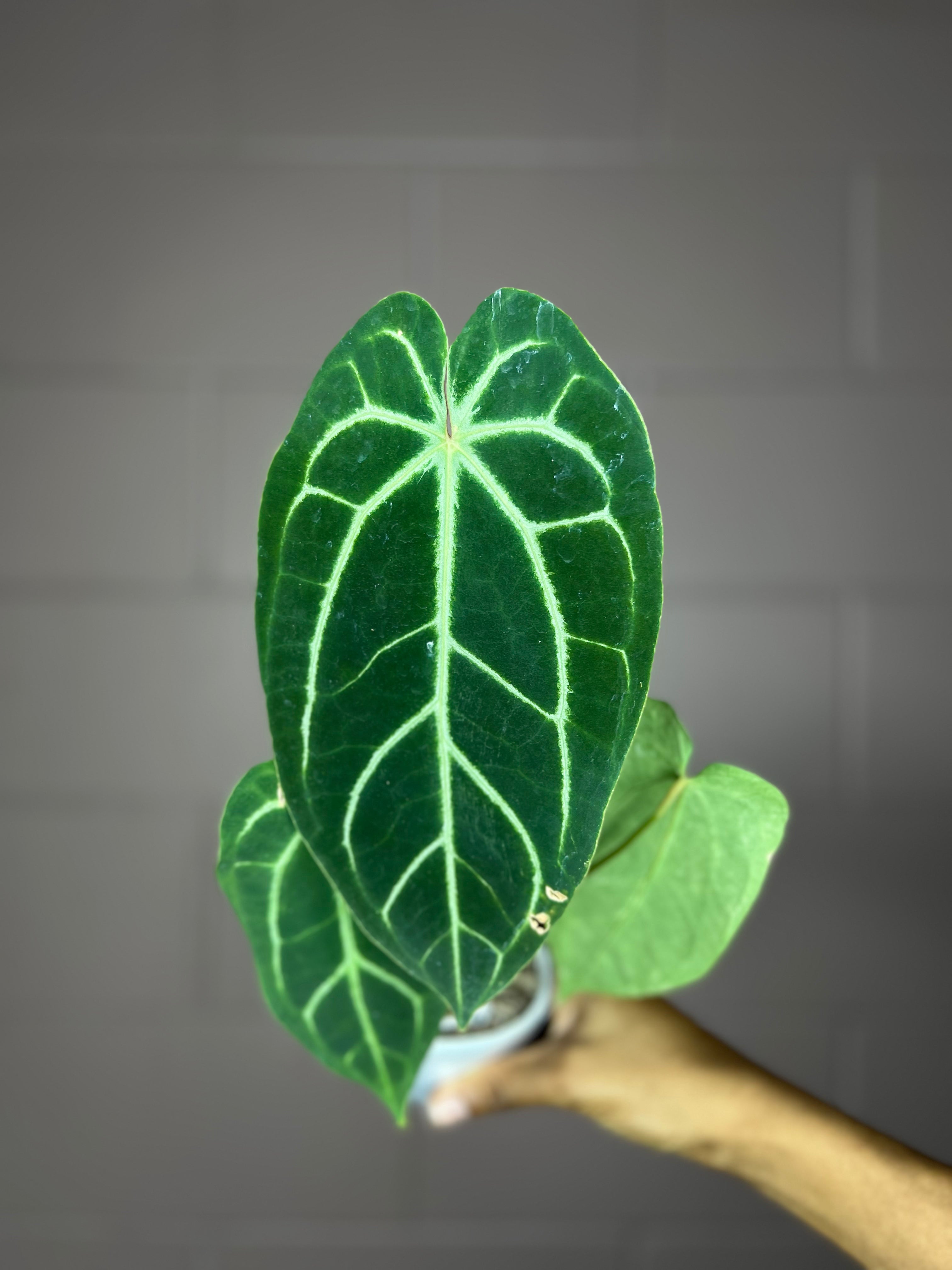 Anthurium Besseae x Magnificum