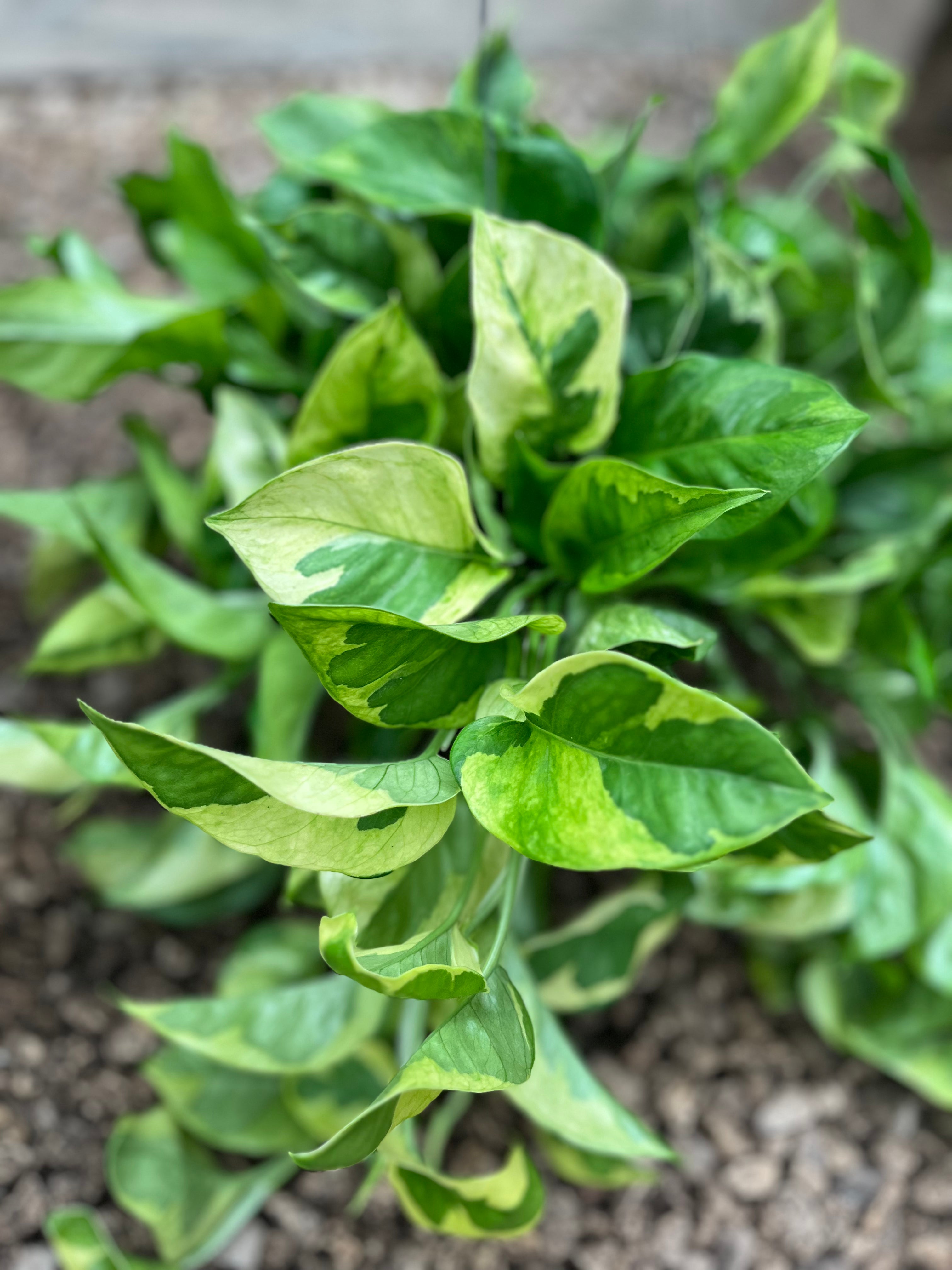 6″ Pothos Monet Sol HV