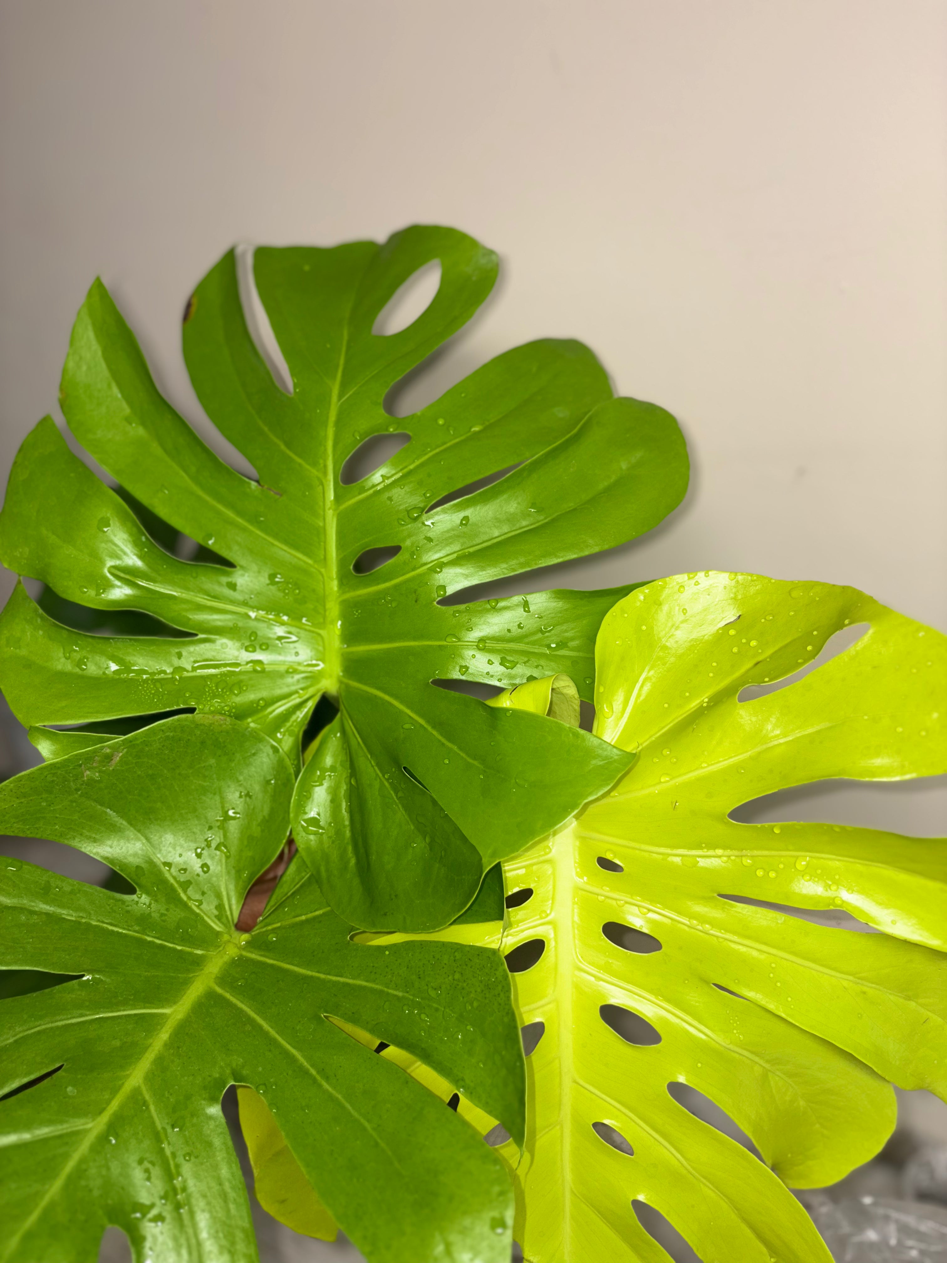 Monstera Lemon Lime 8 in