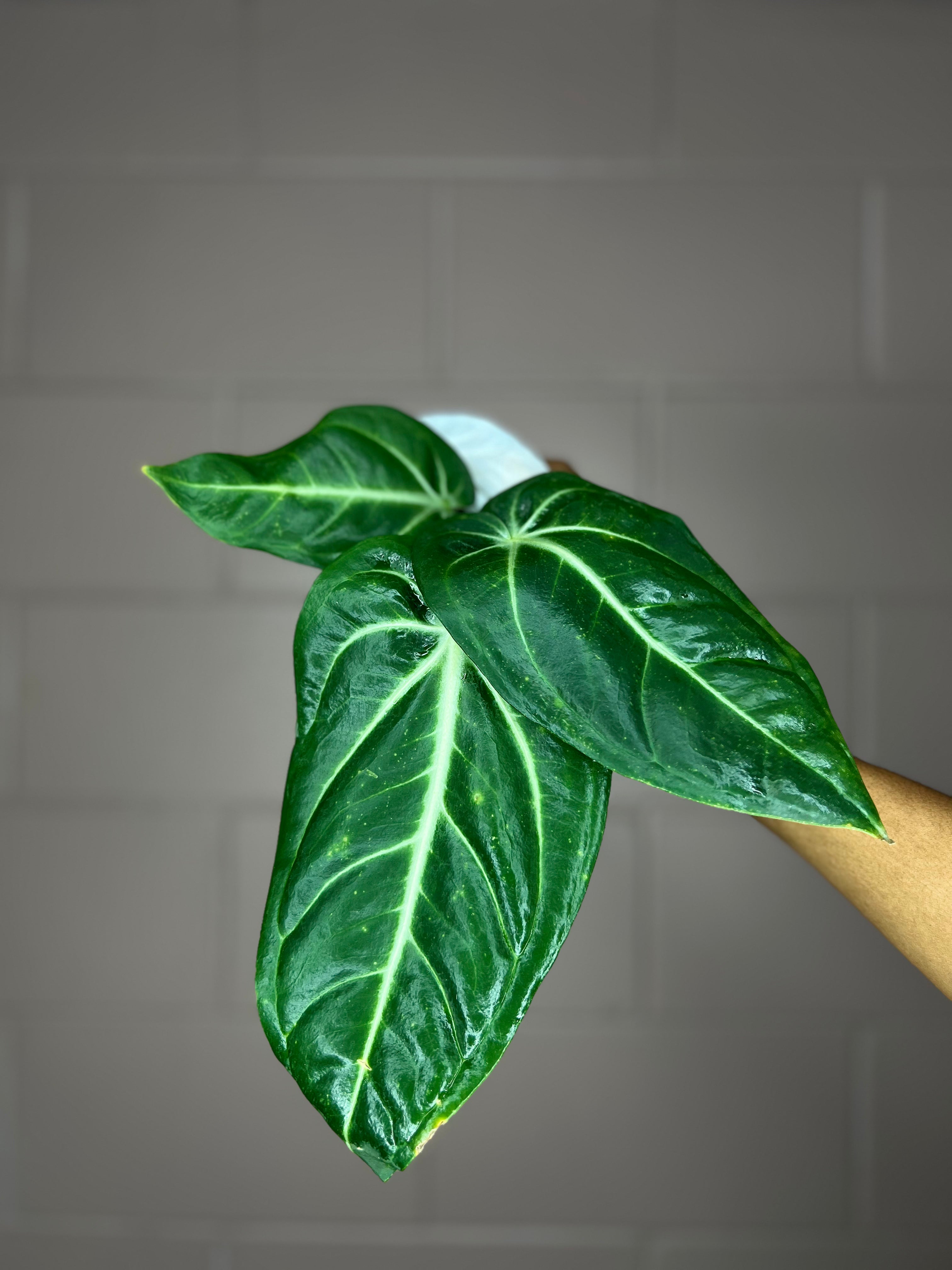Anthurium Villenaorum