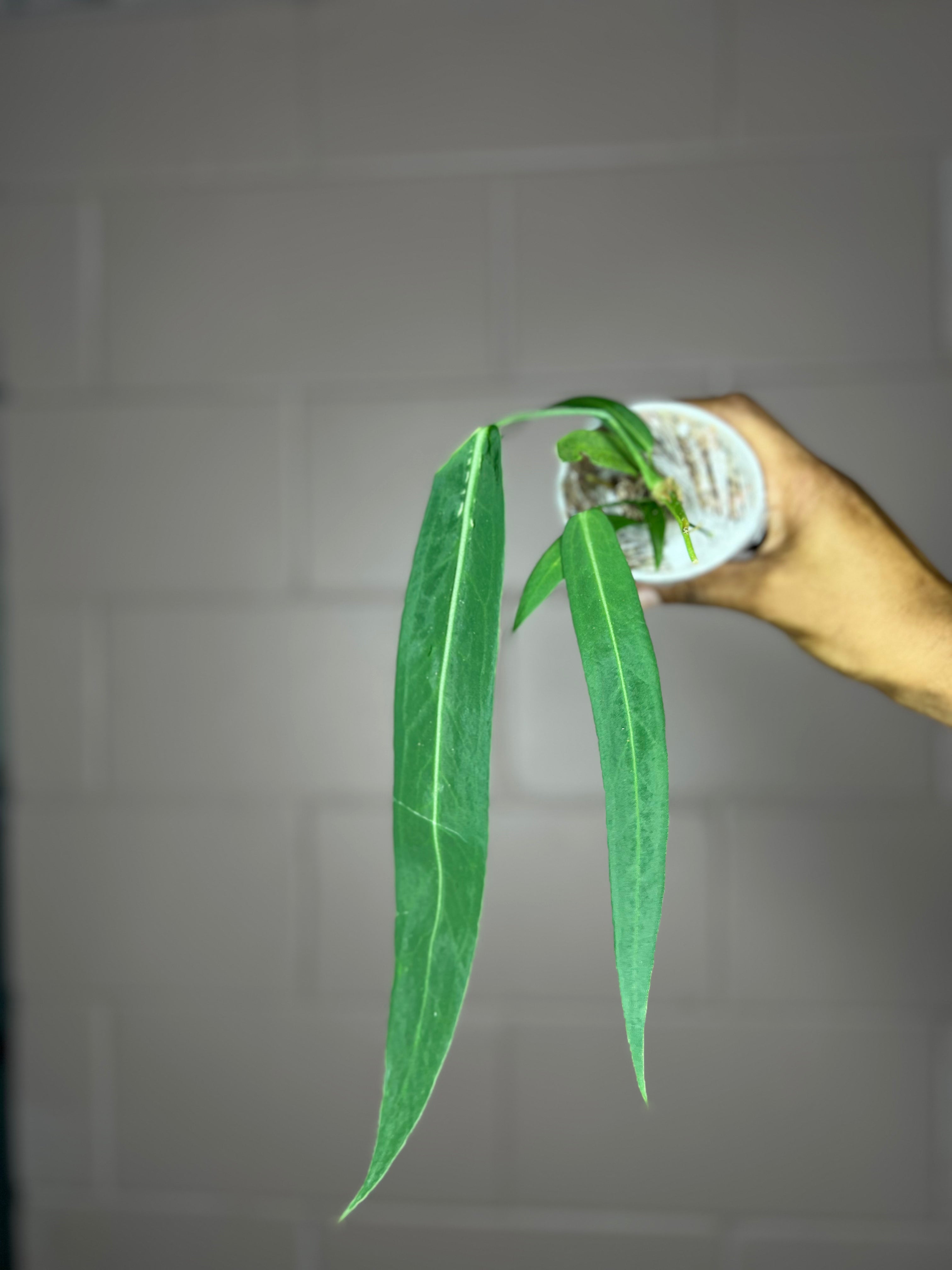 Anthurium Pallidiflorum