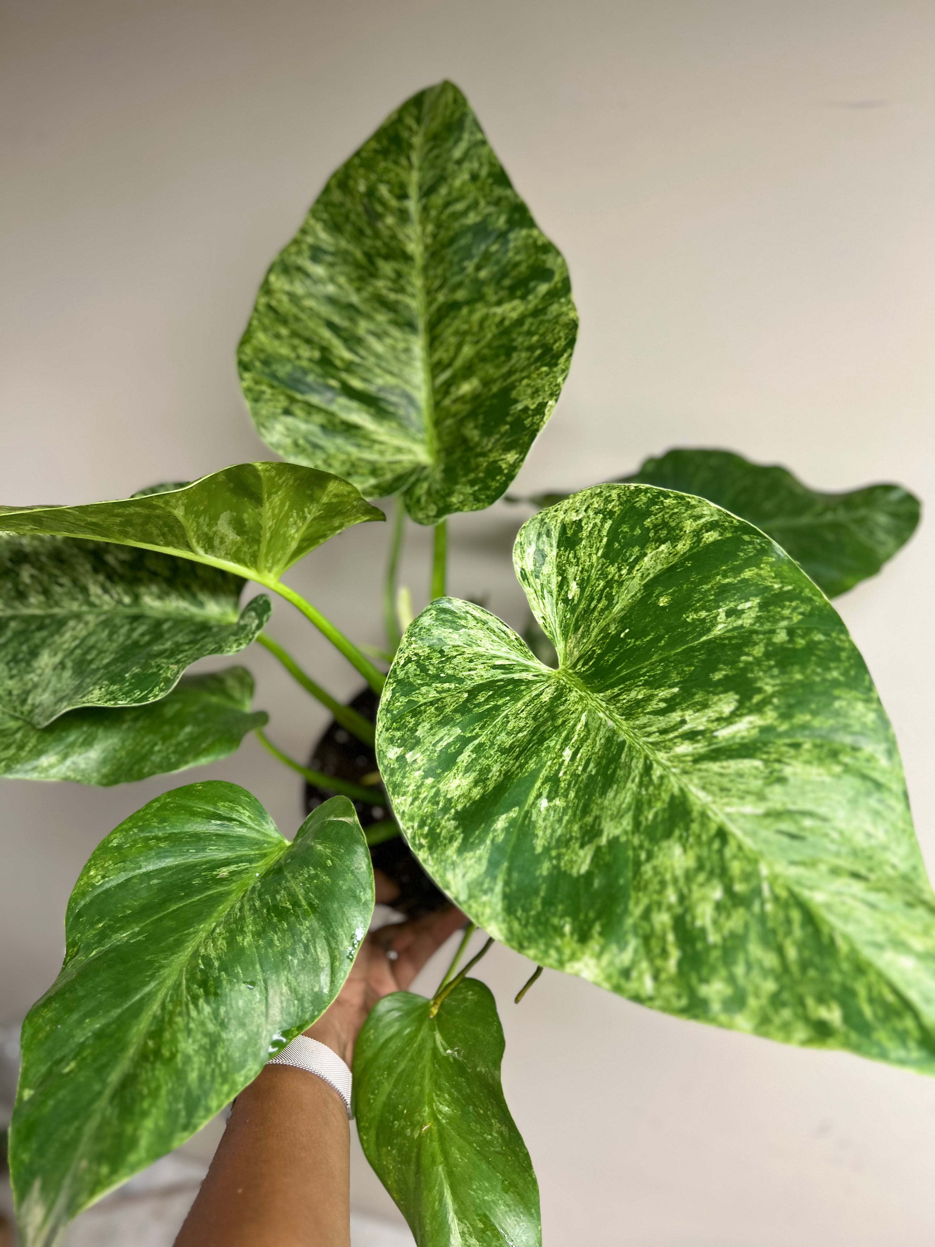 Philodendron Giganteum Blizzard 8 in