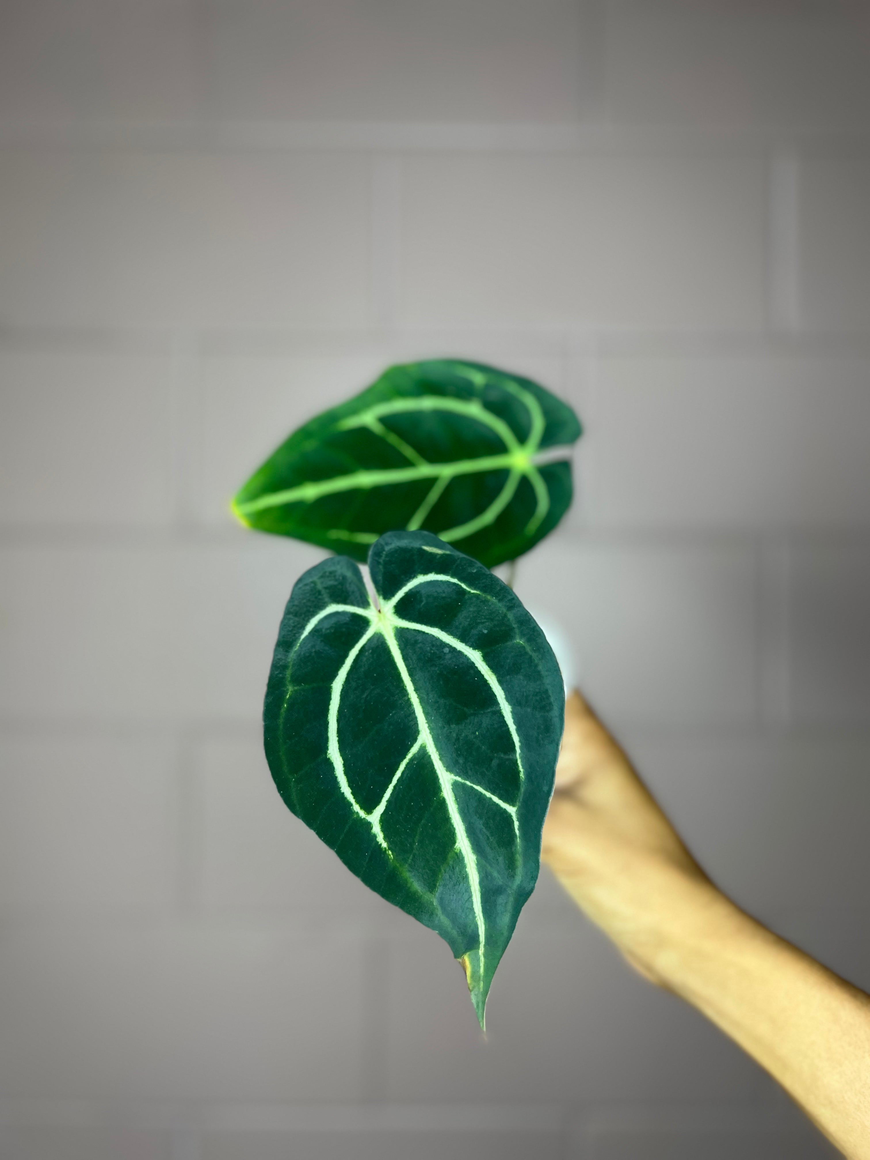 Anthurium Carlablackiae
