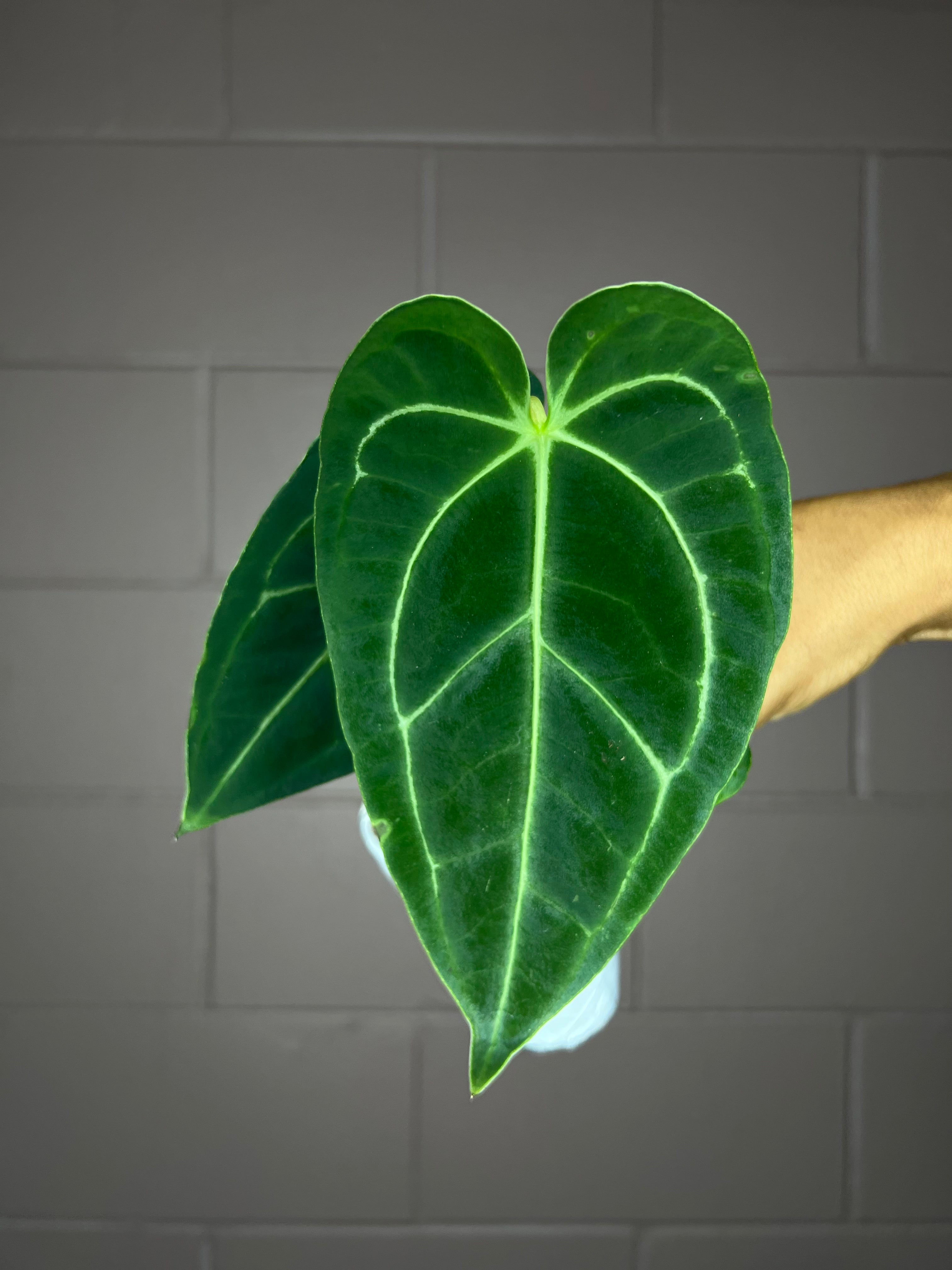 Anthurium Regale