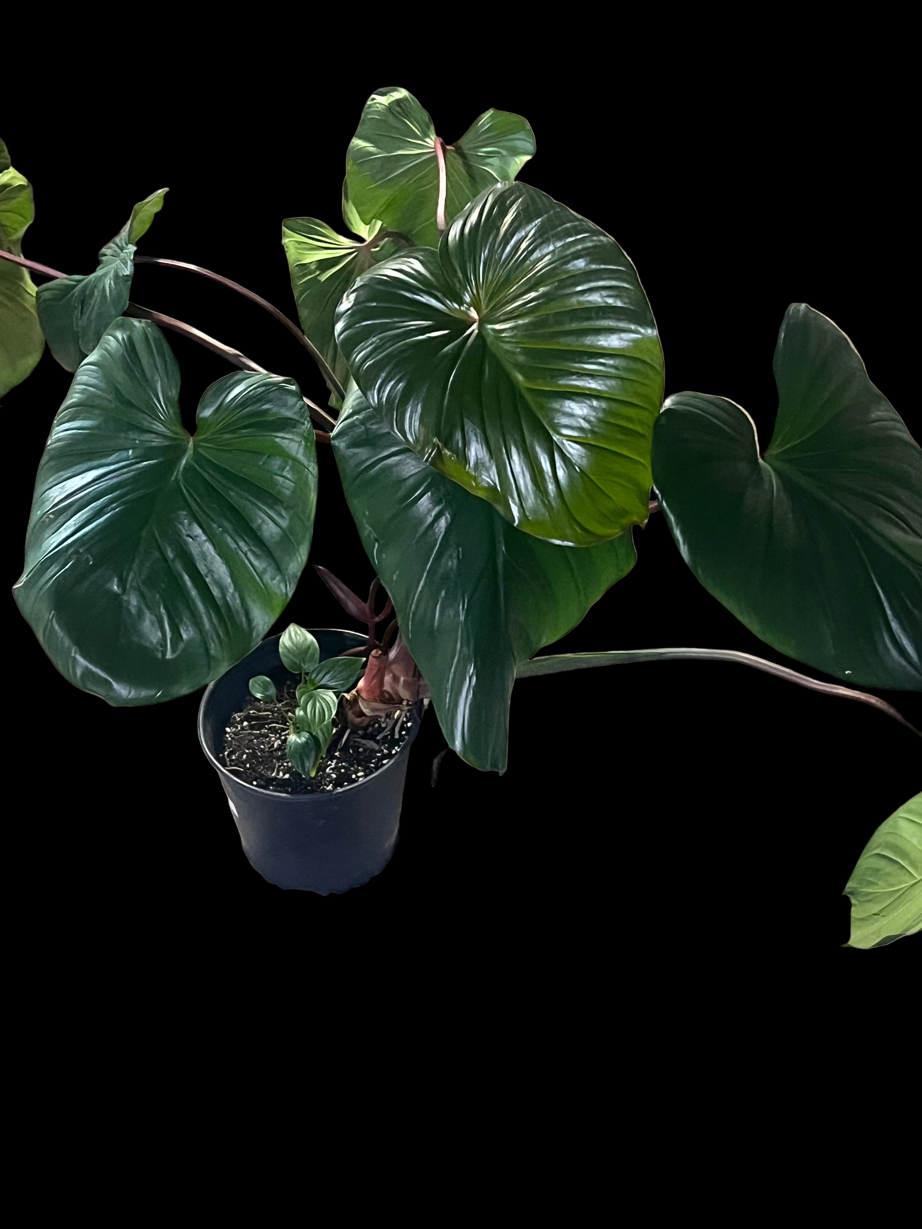 Homalomena Rubescens "Emerald Gem" 10 inch