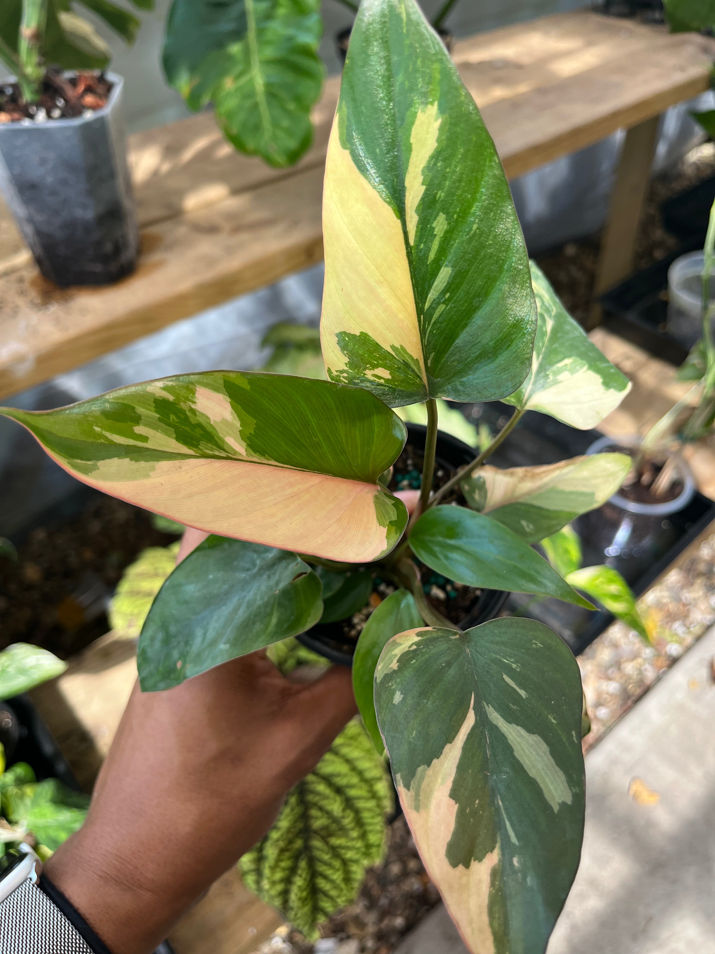Homalomena Pink Diamond