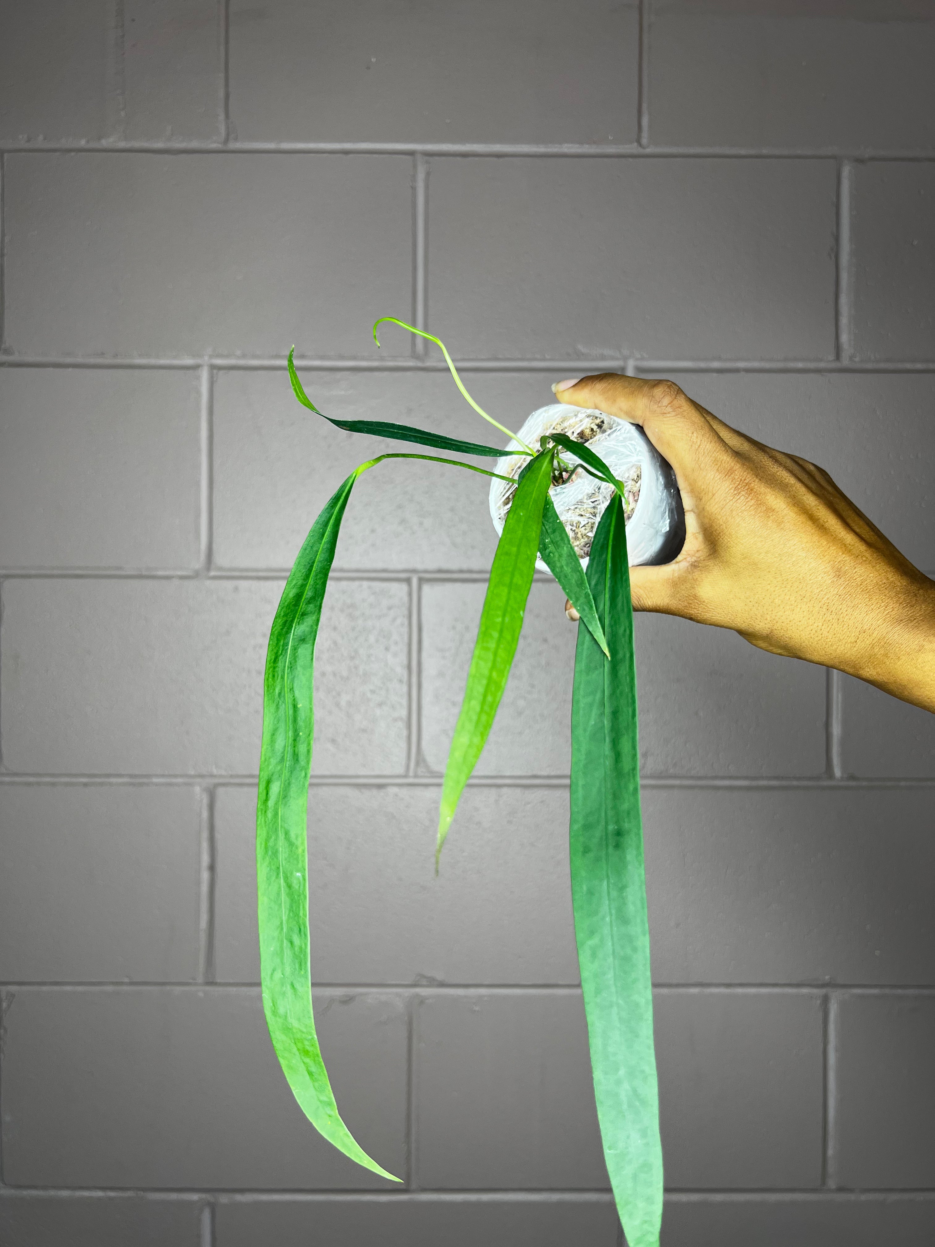 Anthurium Pendens