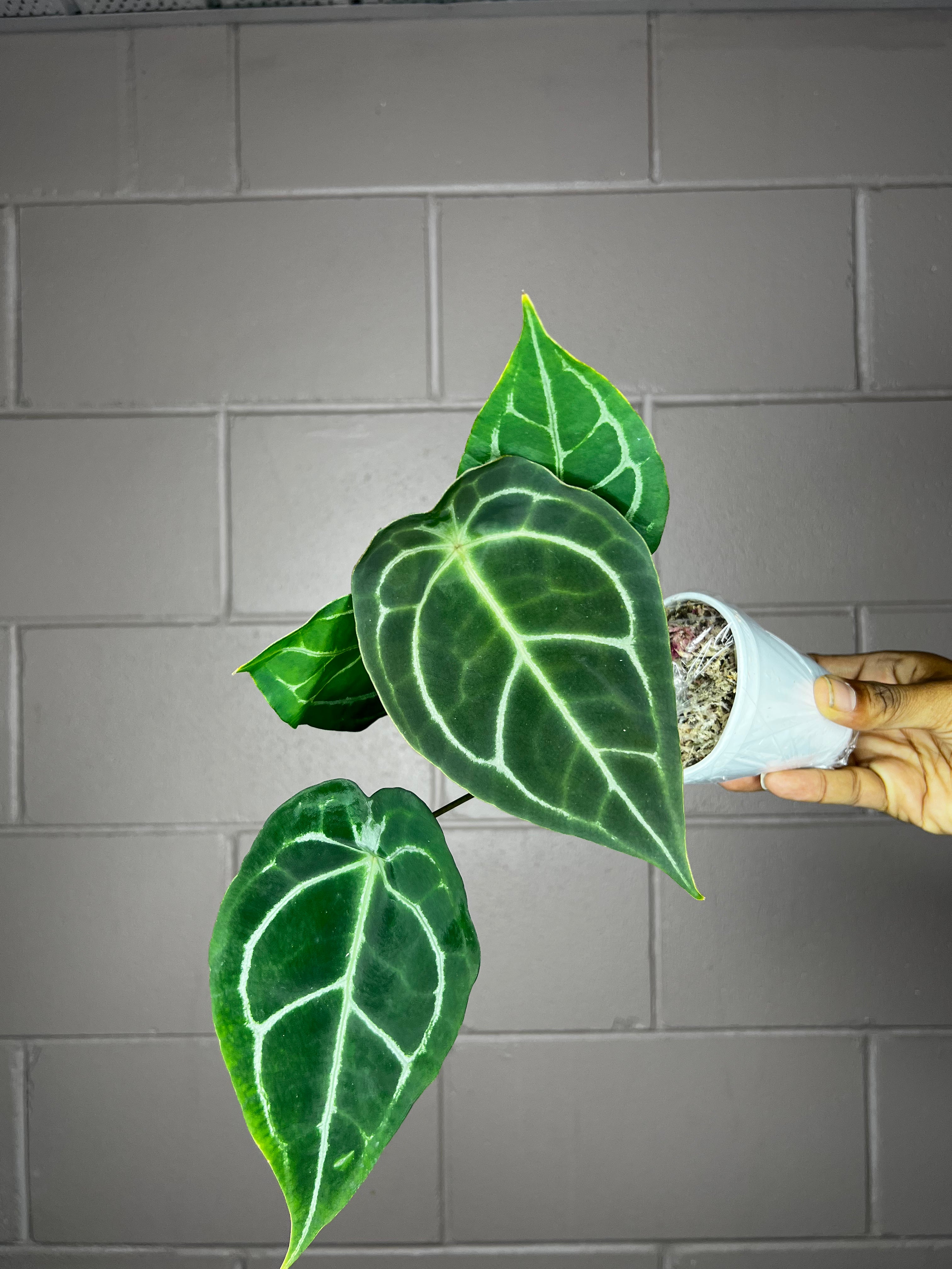 Anthurium Forgetii Silver