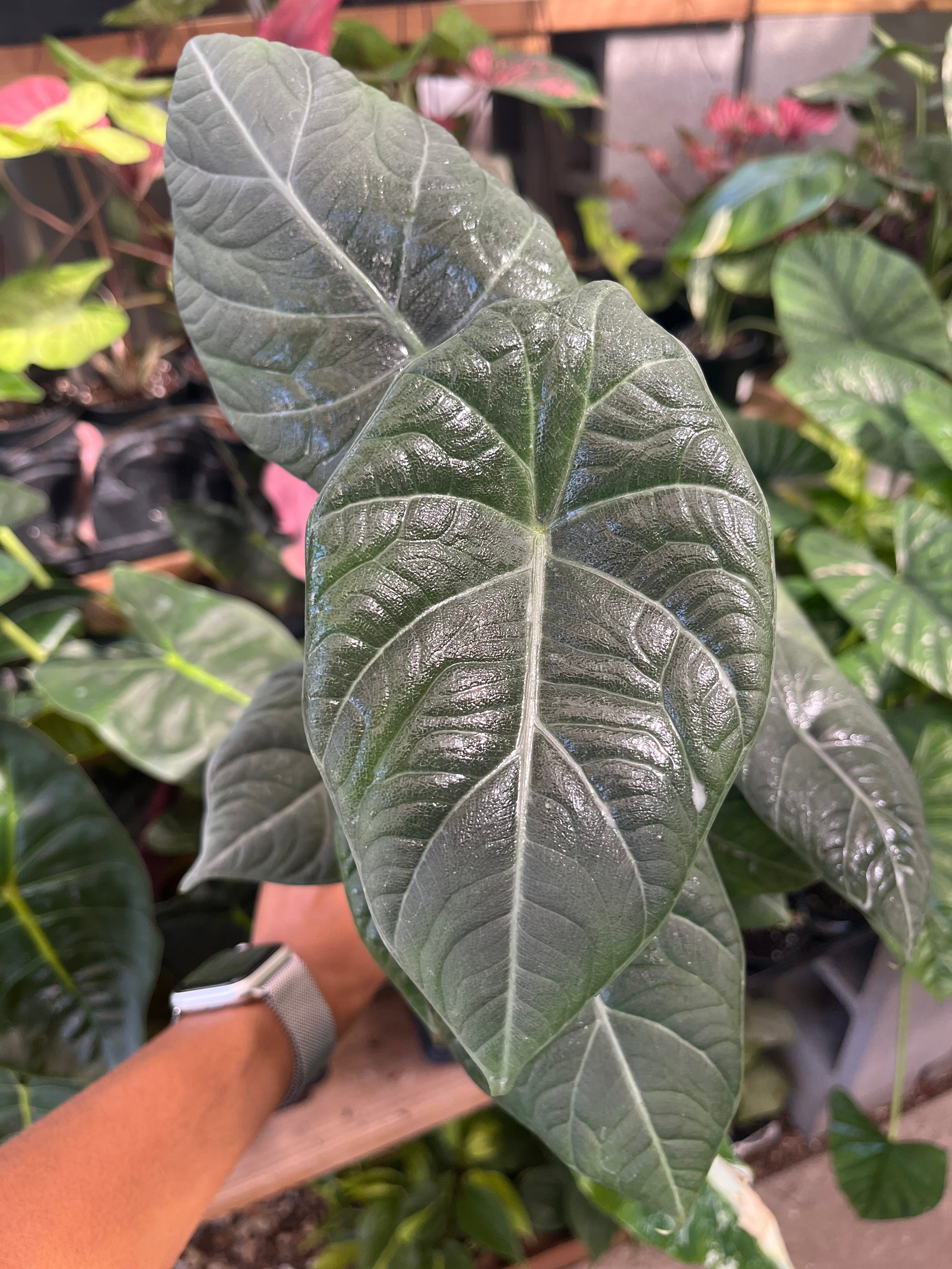 Alocasia Maharaní