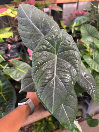 Alocasia Maharaní