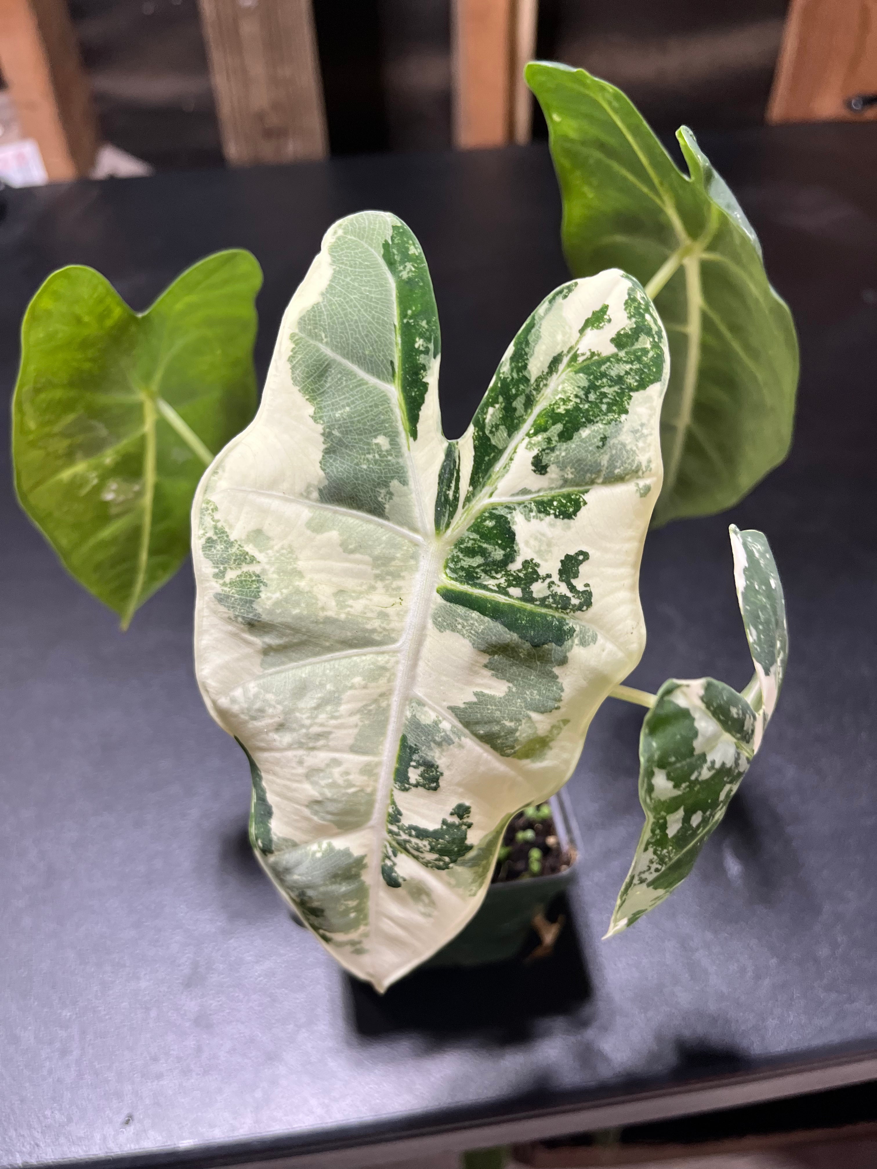 Alocasia Frydek Variegated Growers Choice