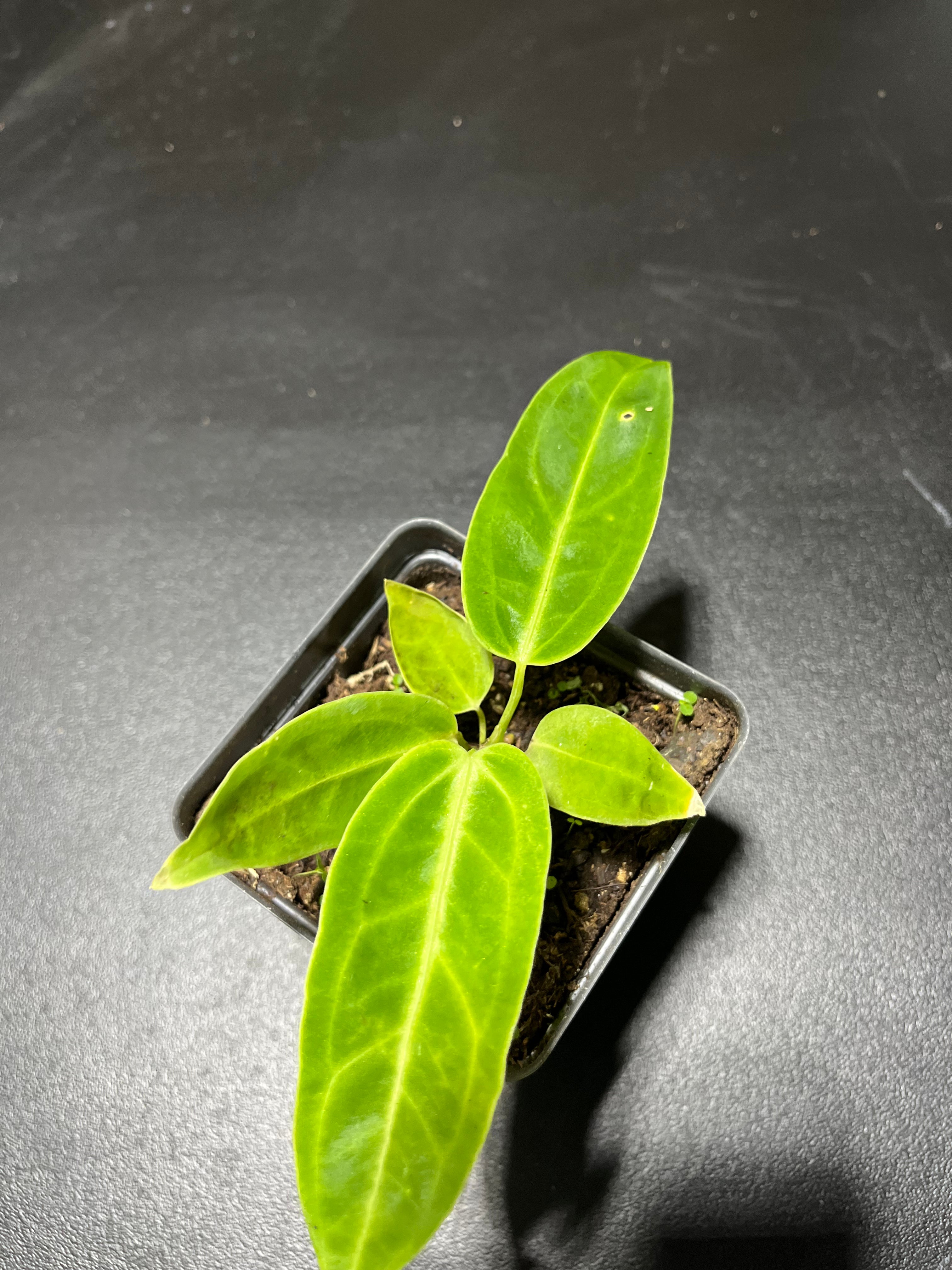 Anthurium Warocqeanum seedling