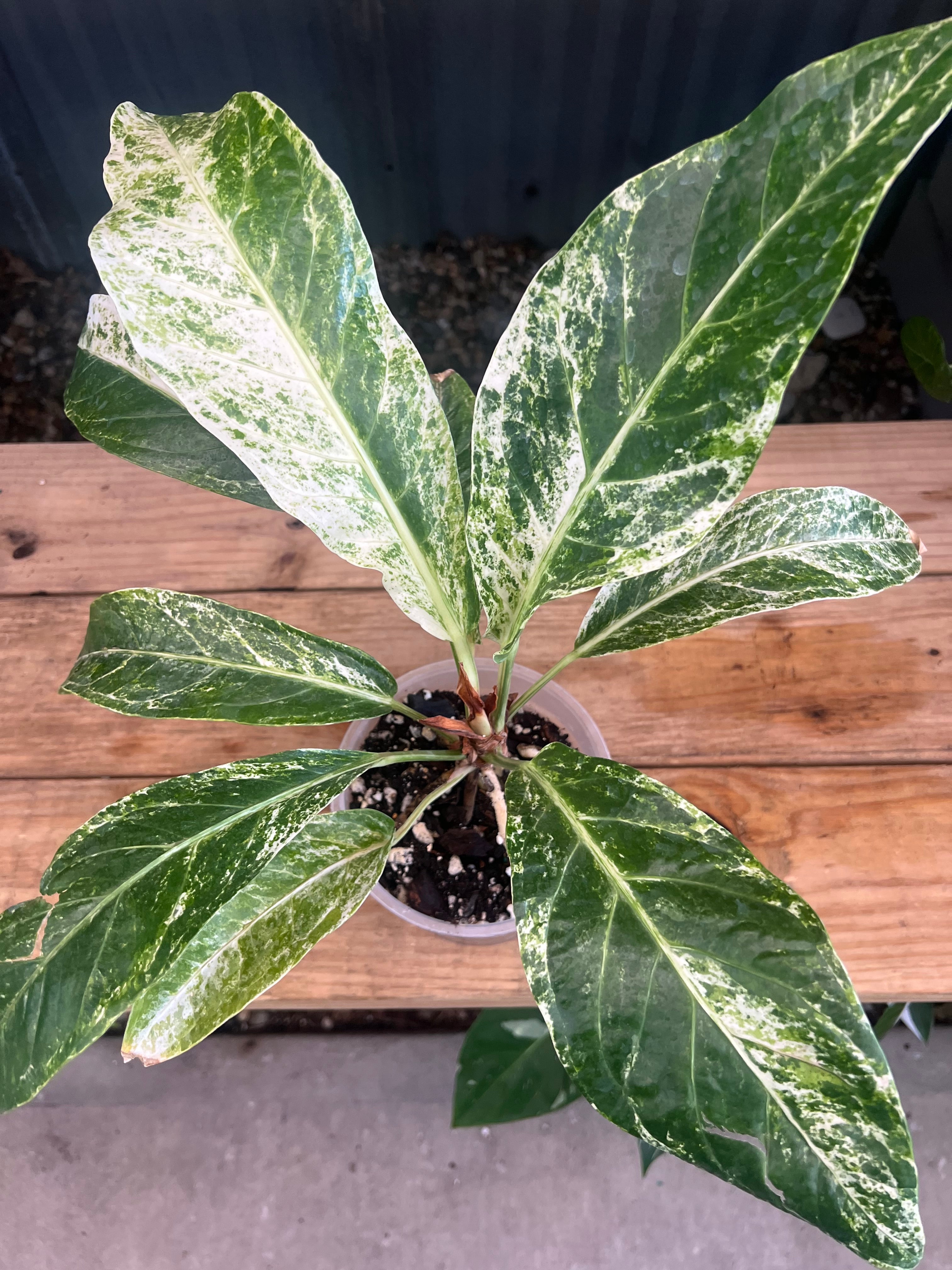 Anthurium Birdsnest Variegated