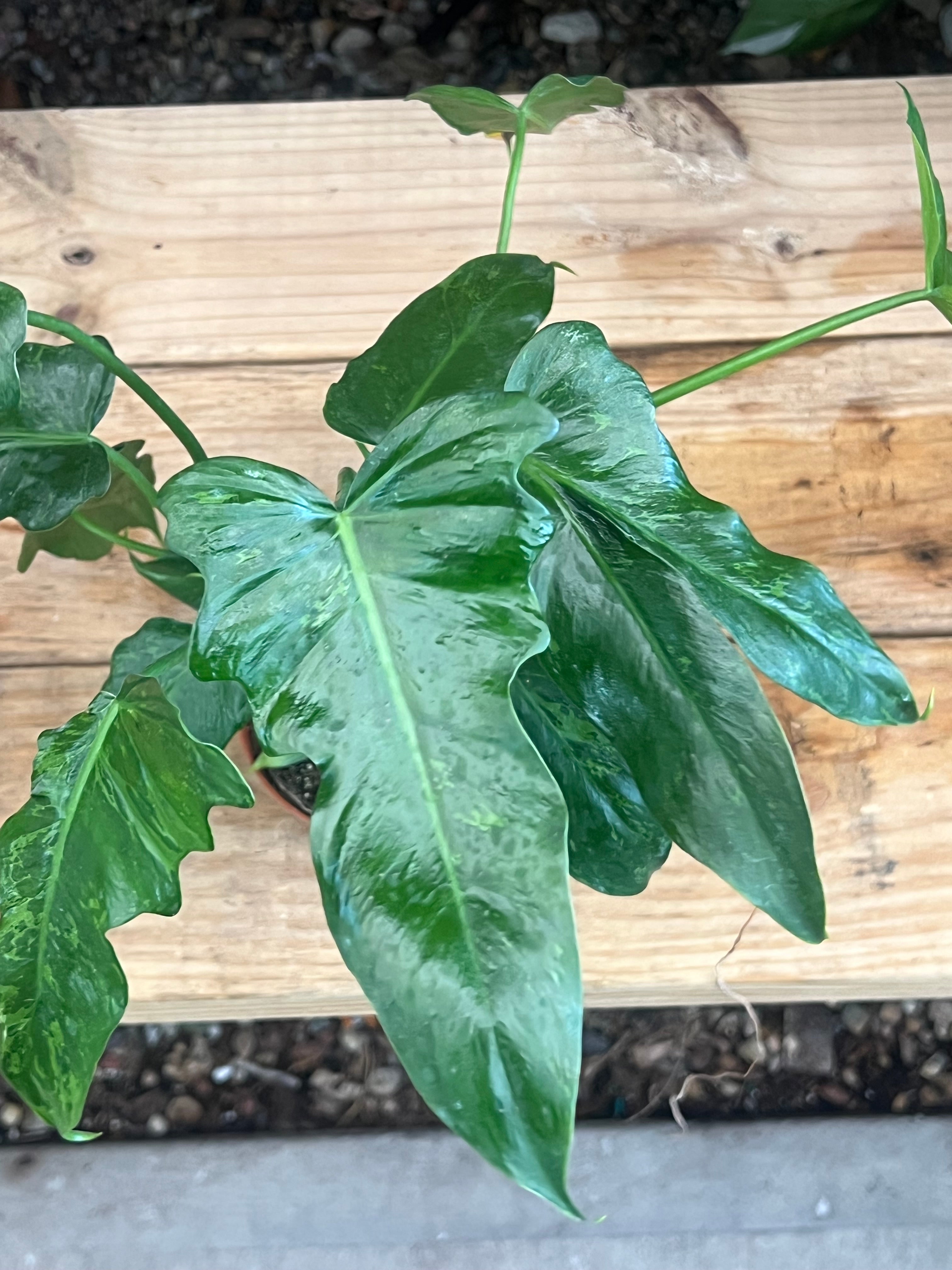 Philodendron Lime Fiddle