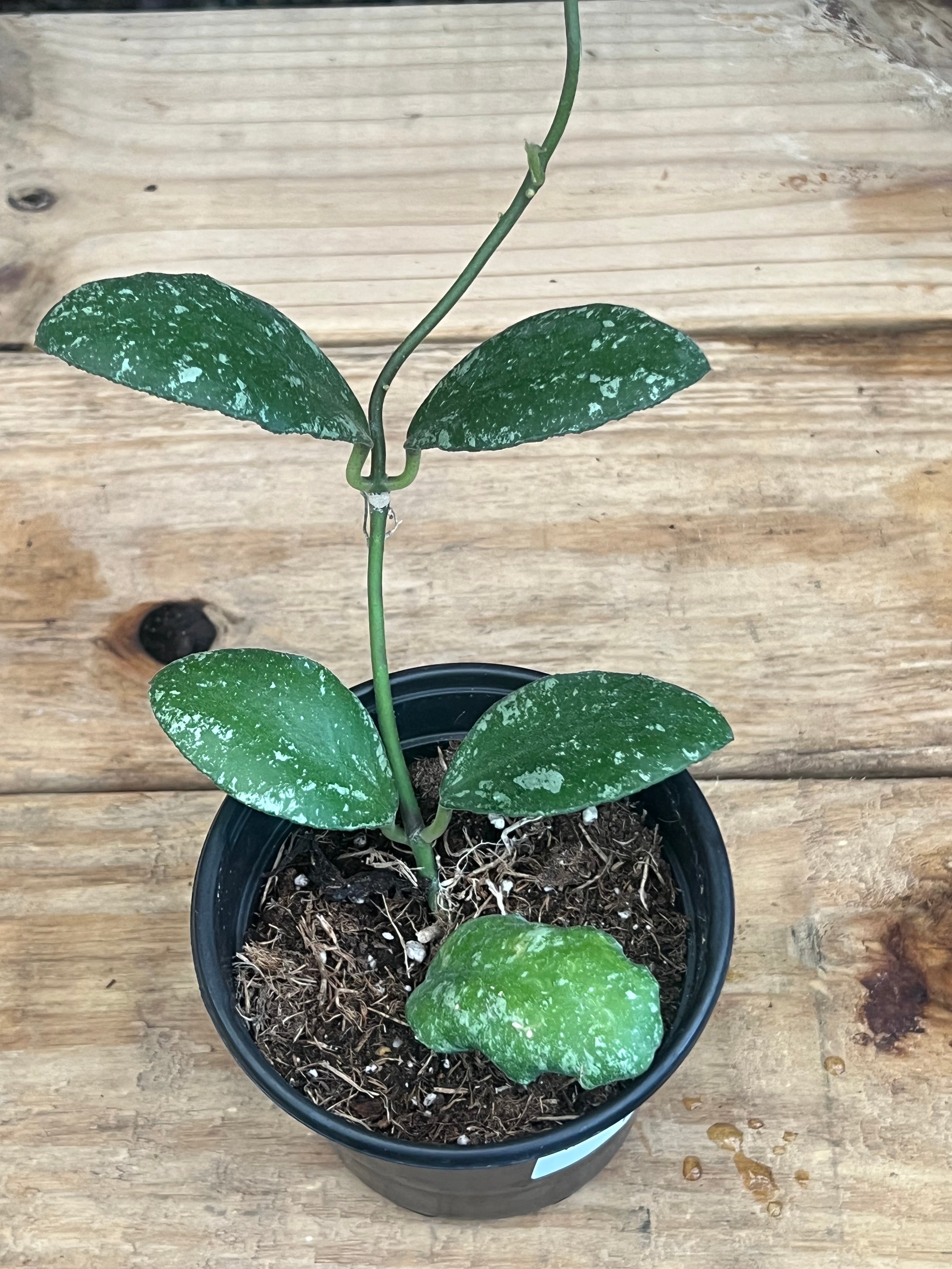 Hoya Waymaniae Cloudy Sky