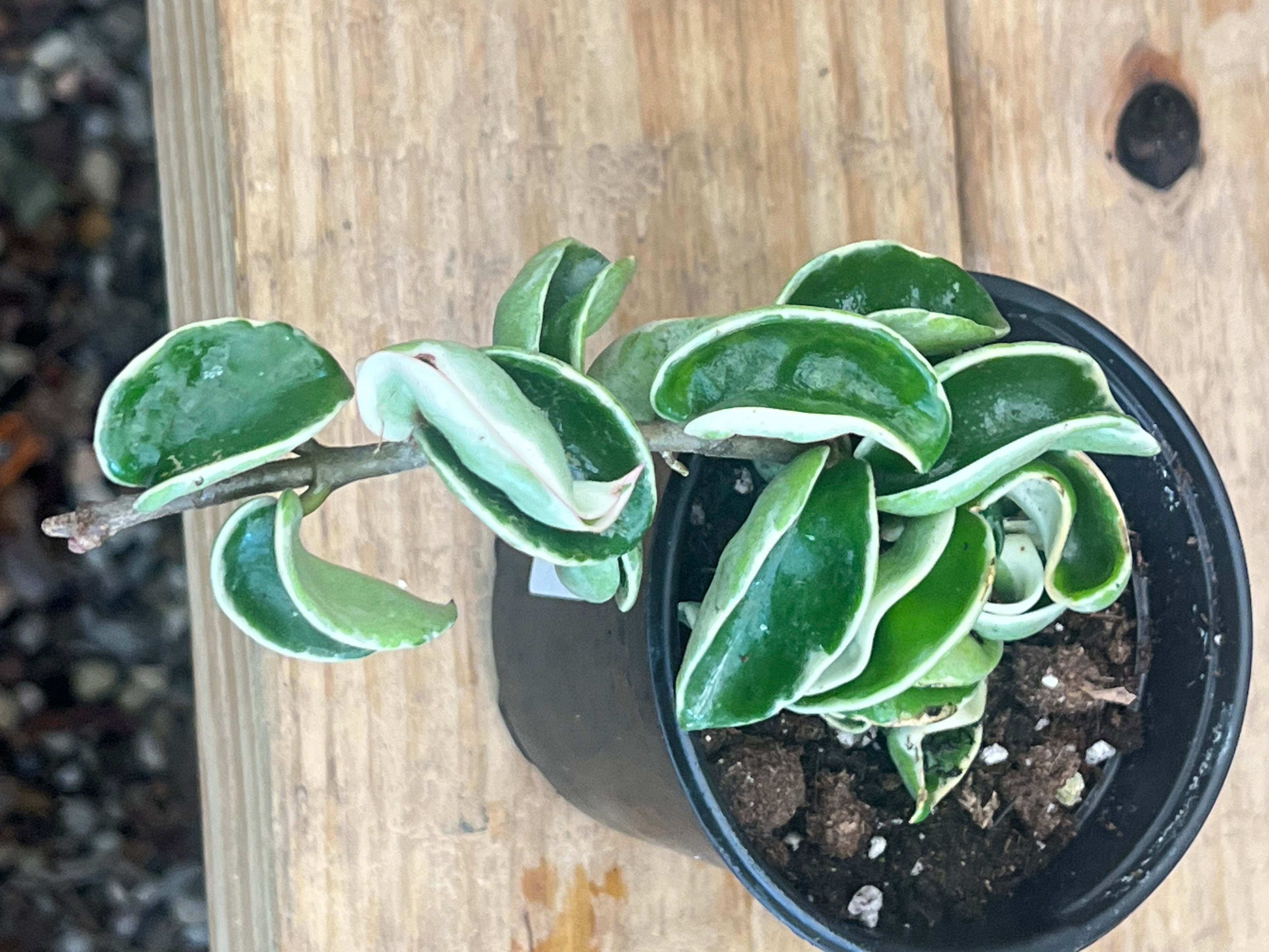 Hoya Rope Variegated