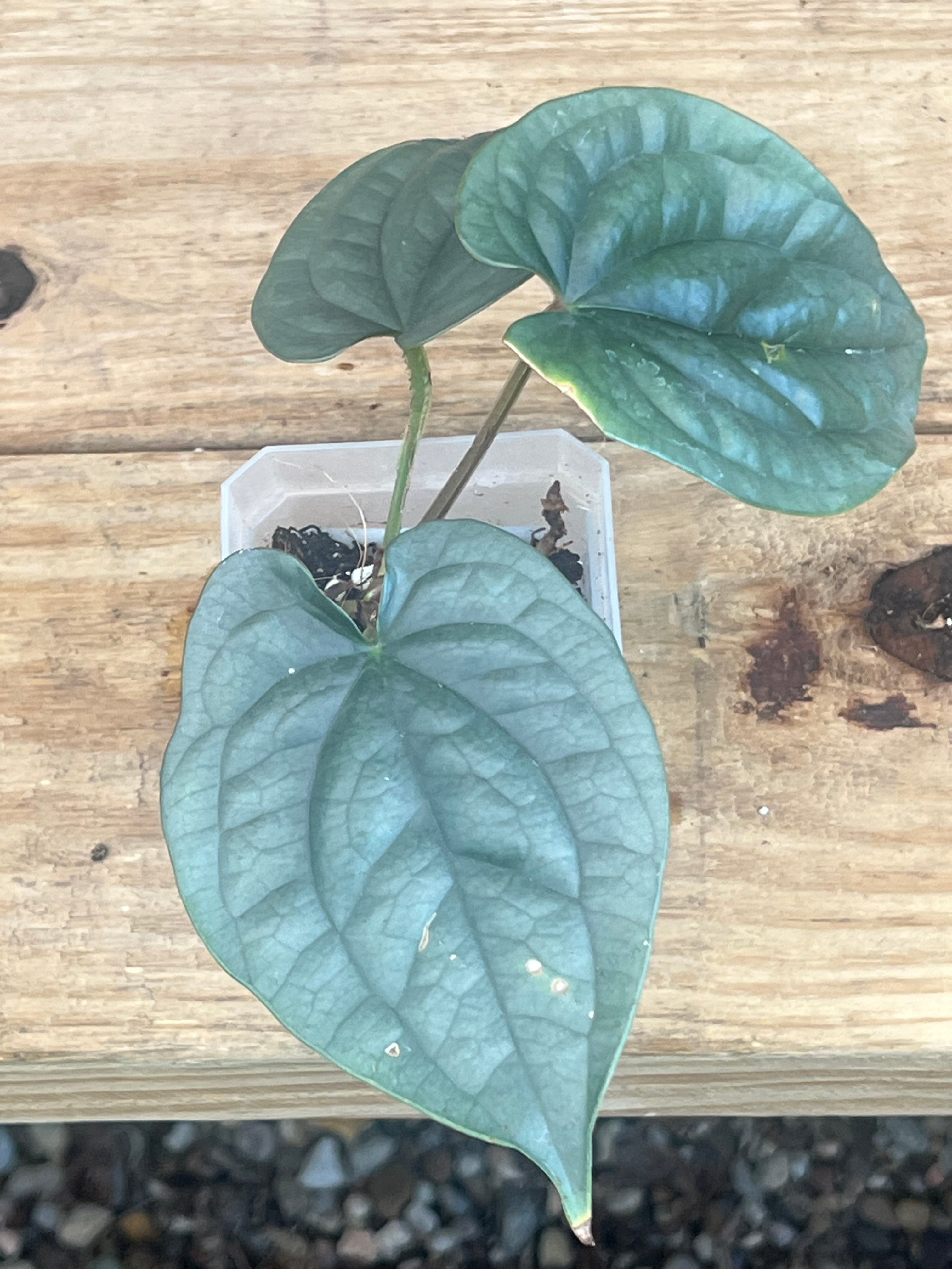 Anthurium Luxurians Silver