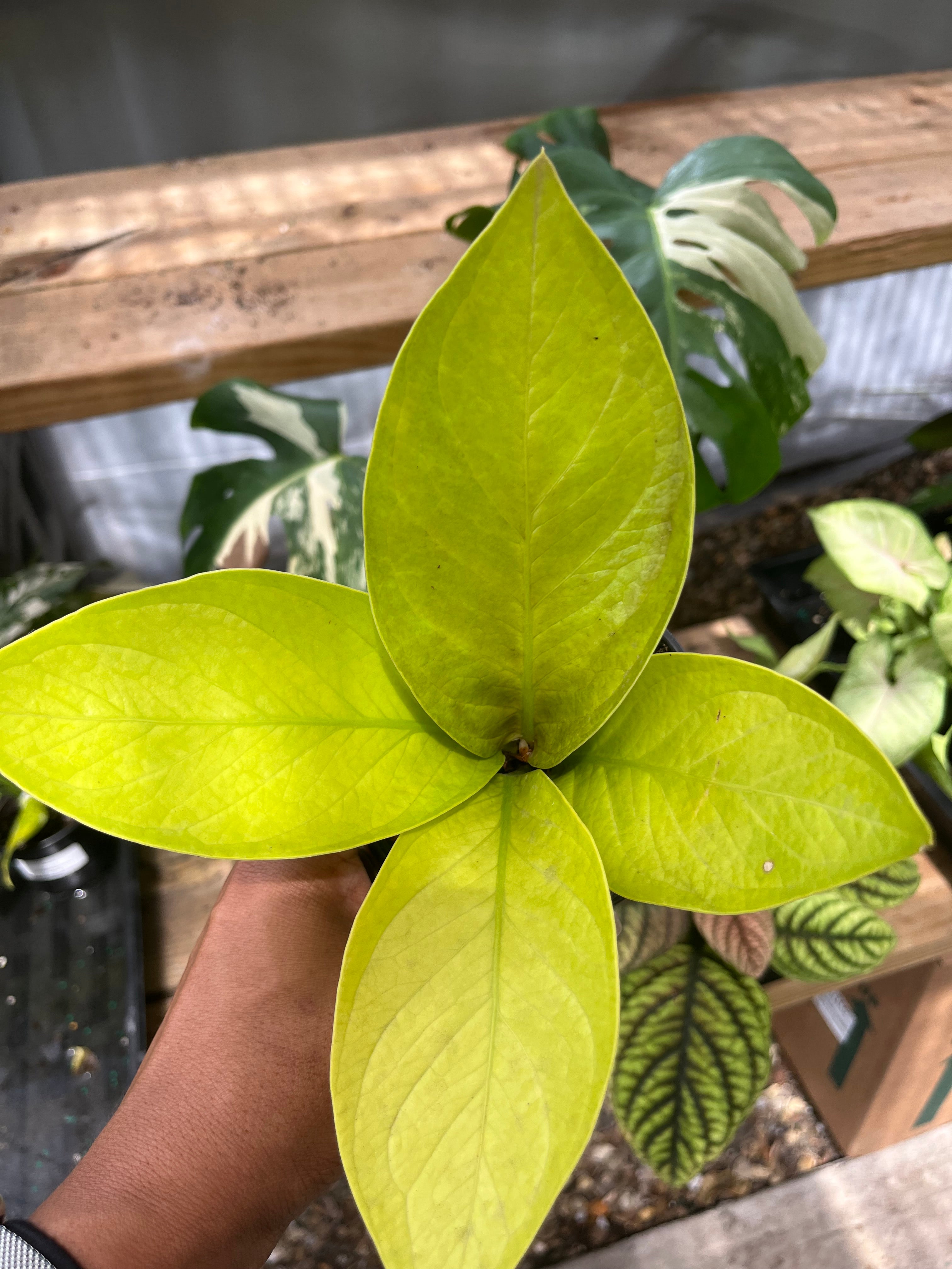 Anthurium King of Kings