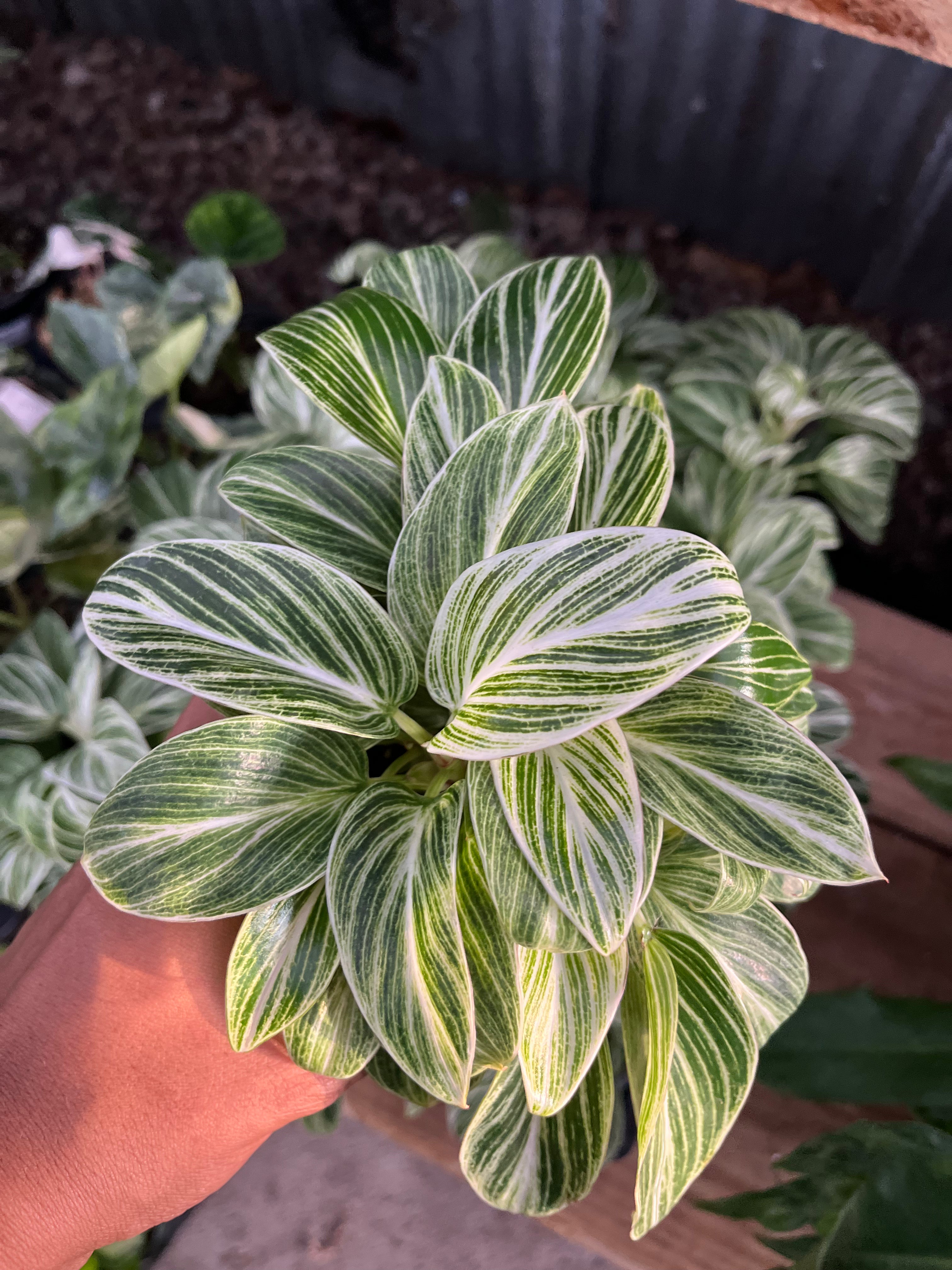 Philodendron Birkin Galaxy