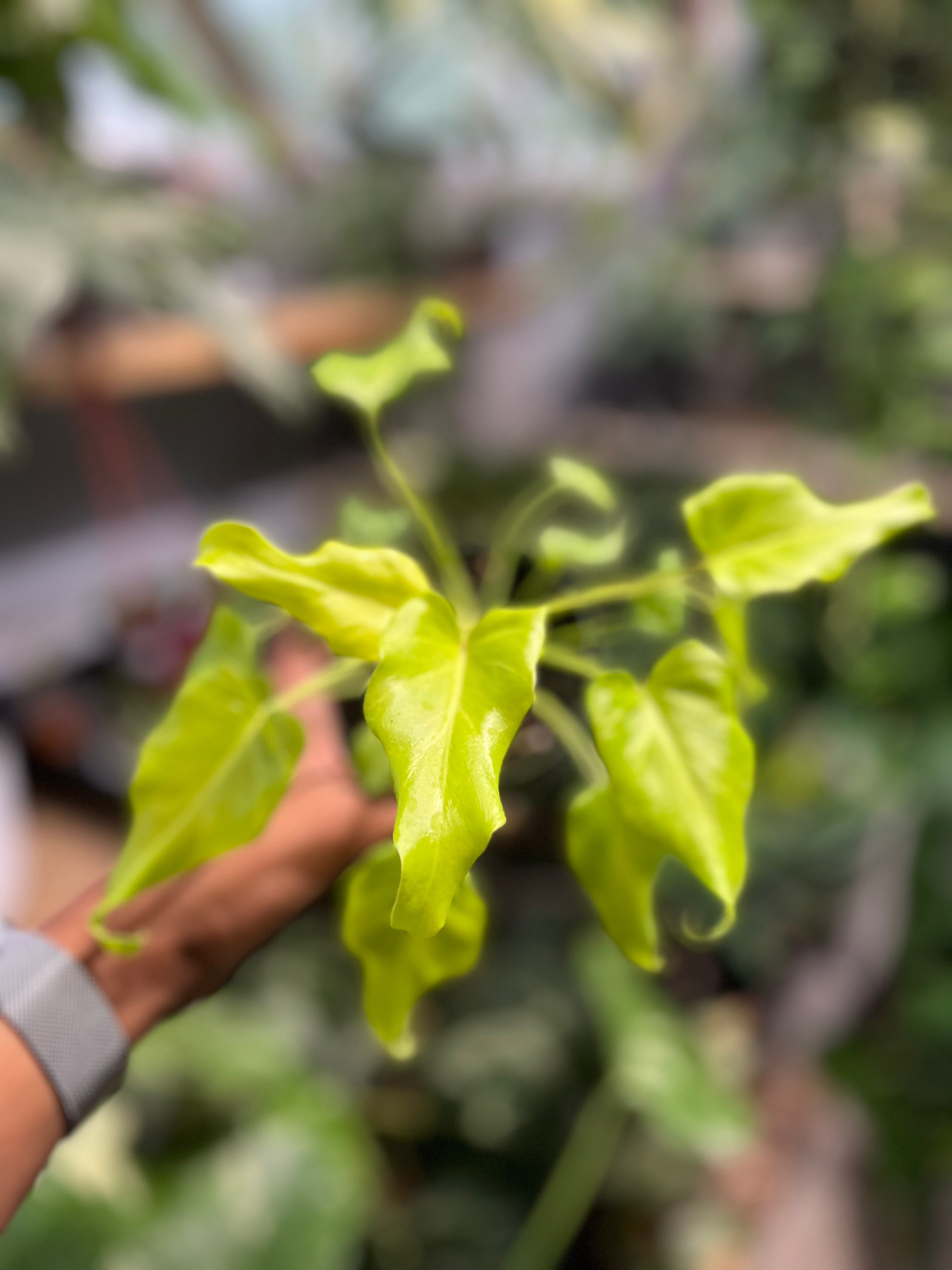 Thaumatophyllum Golden Xanadu