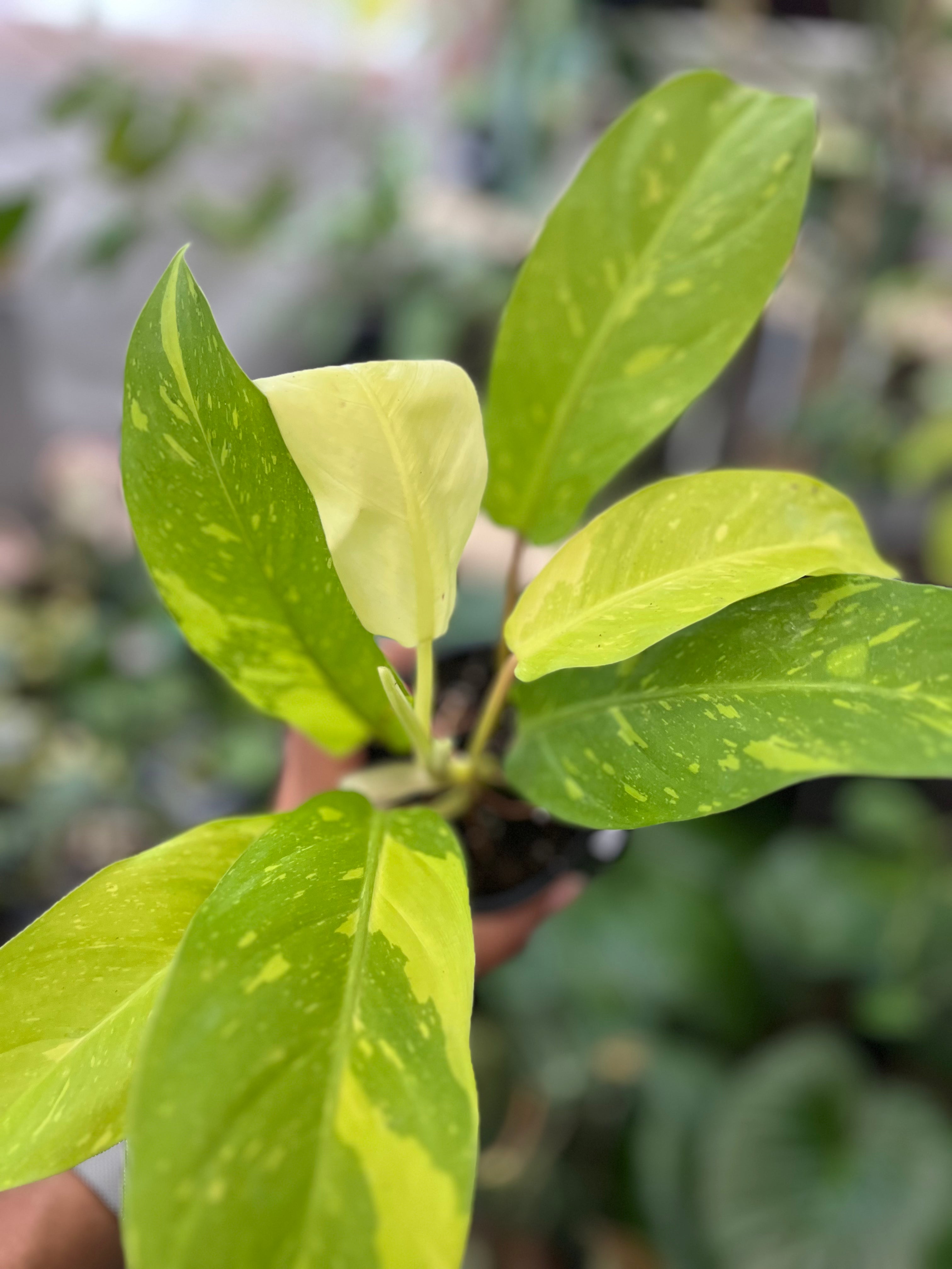 Philodendron Golden Goddess Marble