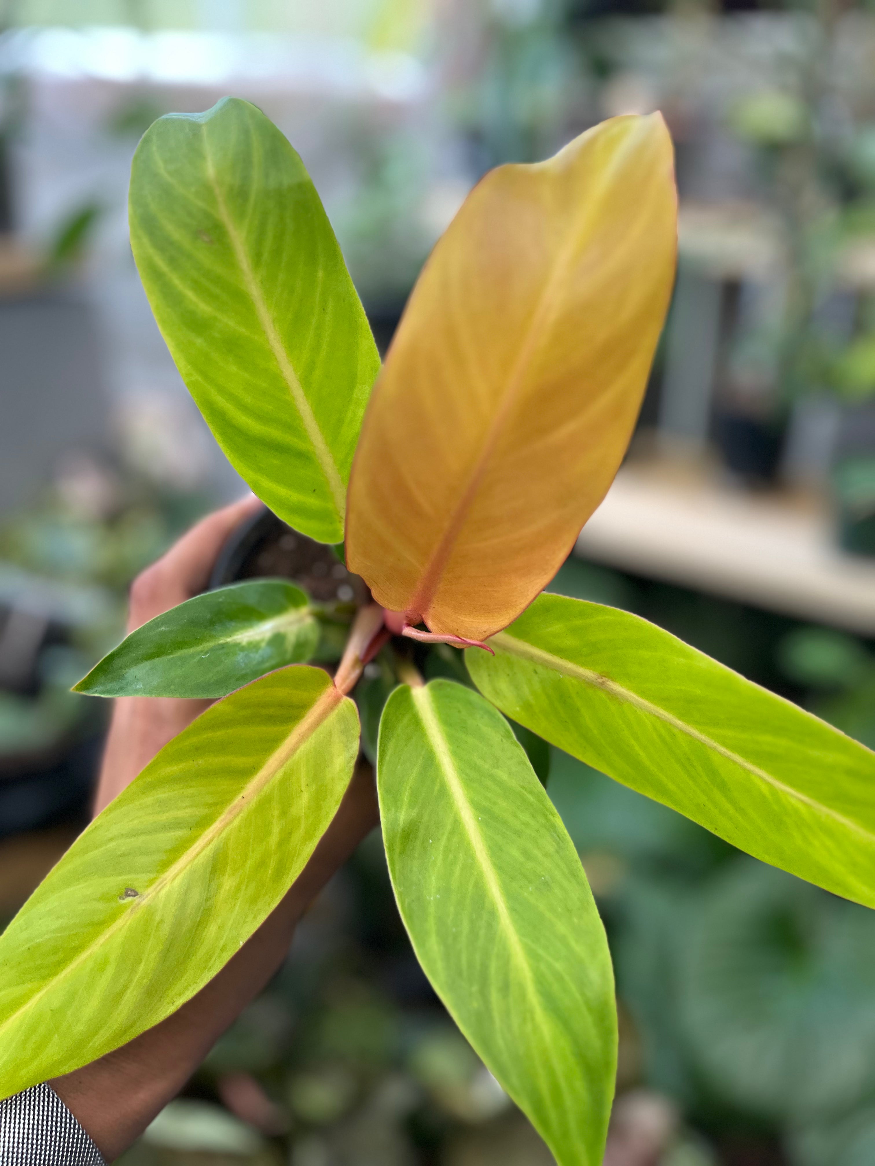 Philodendron Sun Red