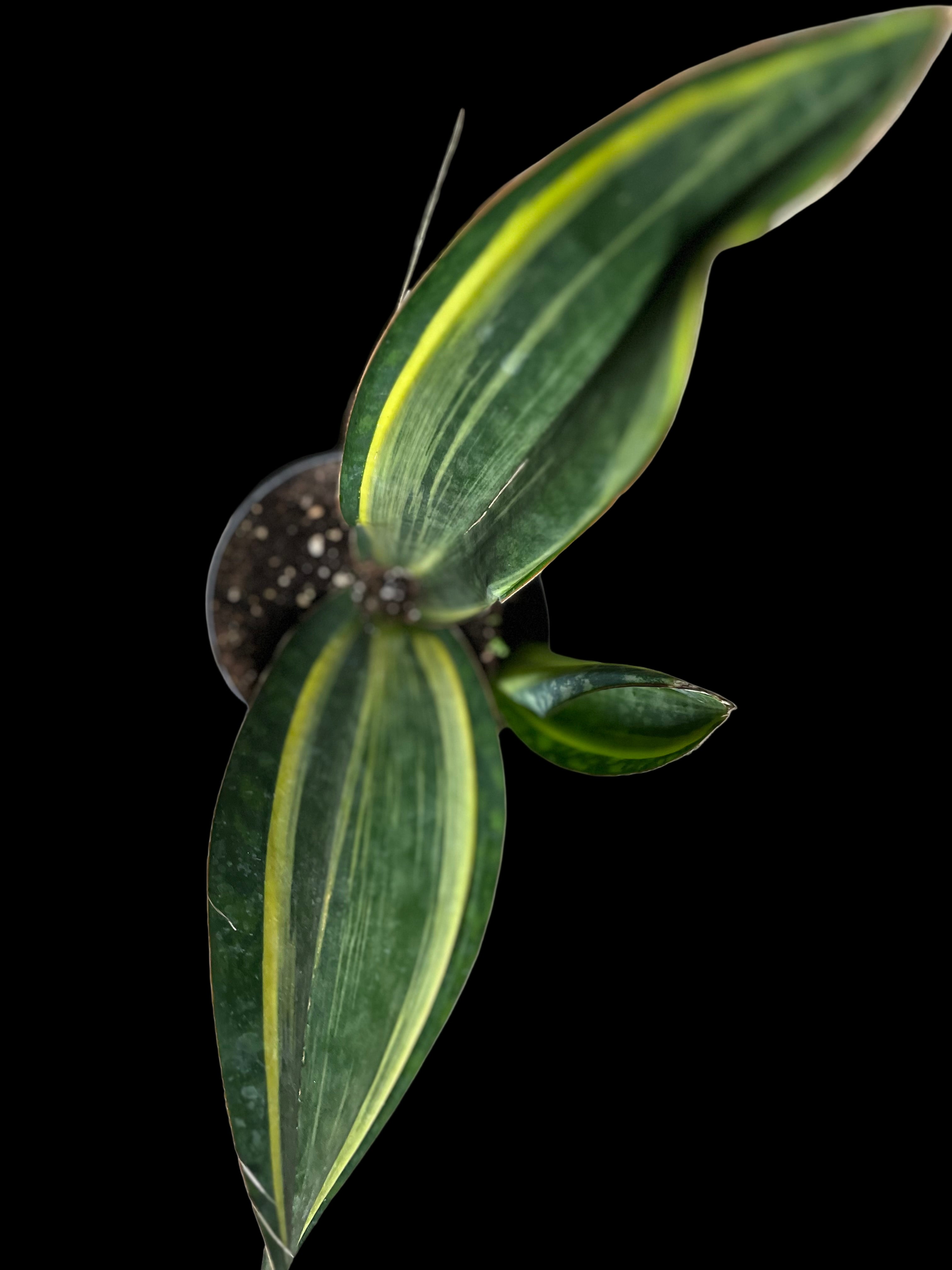 Variegated Whale Fin Sansevieria