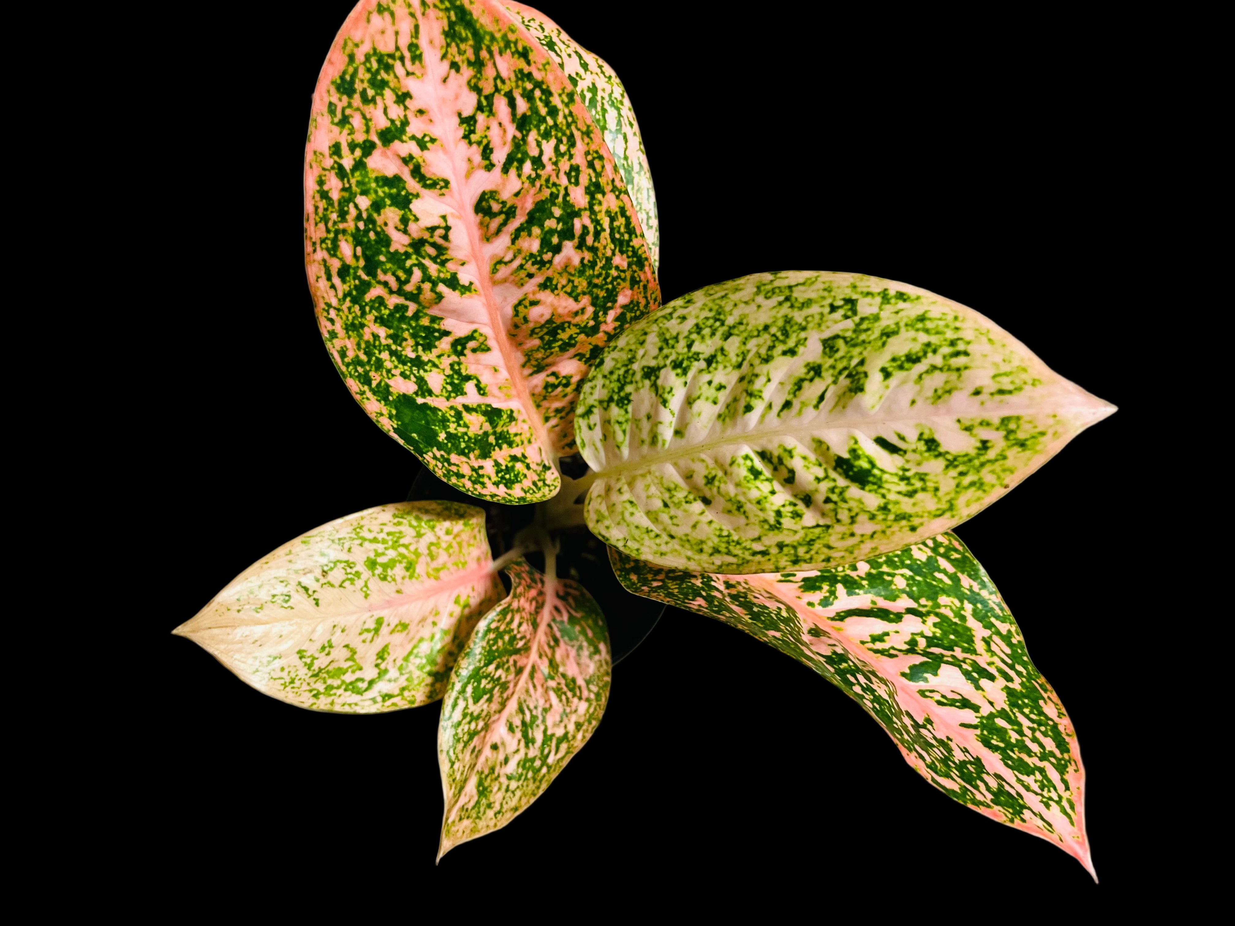 Aglaonema Orange Stardust